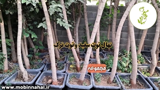 توت سفید و توت نرک