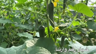 محصولات کشاورزی پرنیان رویش آریا|سایت بهترین در مشهد