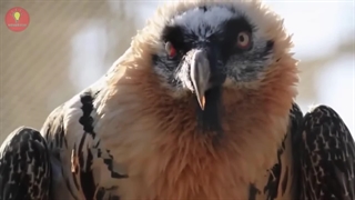 10پرنده عجیب که وجودشان را باور نمی کنید!