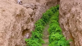 قناتی سرسبز با قدمت هزاران سال در ابرکوه یزد