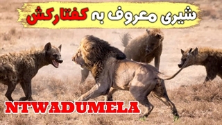 داستان وادوملا شیری که به تنهایی گله ی کفتارها را نابود کرد.