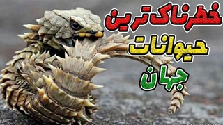 حیات وحش|خطرناک ترین حیوانات جهان