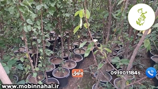 نهال زرد آلو، گیلاس و آلبالو