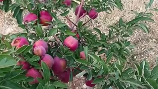 نهال سیب قرمز رندرز آمریکایی