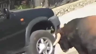 فرار گاو خشمگین از میدان گاوبازی مثل تیری که از چله کمان خارج شده، خرابکاری ببار میاره!!