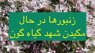 عسل گون خواص فراوانی دارد که در زیر به آن اشاره میکنیم