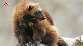 ولورین در مقابل گرگ پوما و گورکن/ولورین - وحشی ترین حیوان روی زمین!