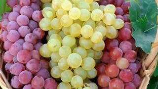 نهال انگور بیدانه زرد و قرمز