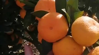 رضایت مشتری برای استفاده از کود 10x شوک در باغ پرتقال