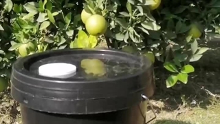 رضایت مشتری برای استفاده از کود 10x شوک گلد در باغ مرکبات