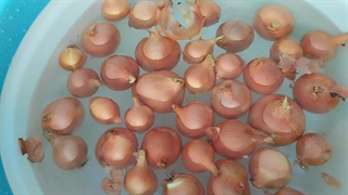 پیاز سفارش مشتری   @sobhanis_homemade_vegetables