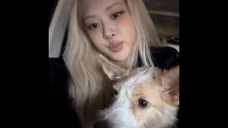 rosé instagram update