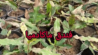 نهال فندق ماکادمیا