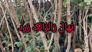 نهال زالزالک زرد