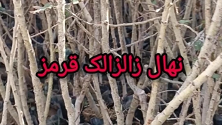 نهال زالزالک قرمز