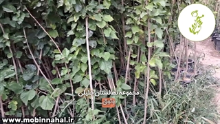 نهال توت سفید