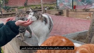 تاریخچه گربه‌ها؛ چگونه گربه‌ها به تمام نقاط جهان راه پیدا کردند!؟