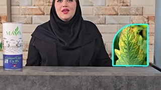 نشانه های کمبود مس در گیاه #آموزش_کشاورزی