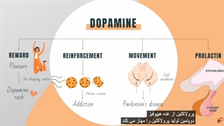 دوپامین چیست و چه کاری انجام میدهد؟ چه زمانی ترشح میشود؟