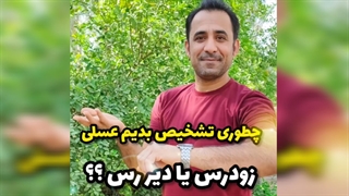 تشخیص عسل زود رس از دیر رس؟!؟ همه آنچه که باید بدانید؟!