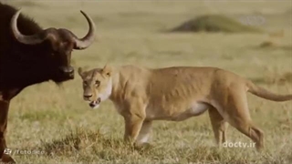 مرگبارترین حیوانات آفریقا