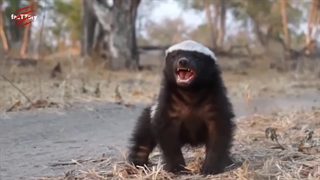 گورکن عسل خوار در برابر شیر، پلنگ، مار/عصبانی ترین گورکن دنیا به هیچ چیز اهمیت نمی دهد!