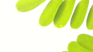 خواص مورینگا/ دمنوش مورینگا برای لاغری