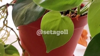 معجزه فواید تقویت کننده اثرخواص مضرات تفاله آب چای برای بهترین مواد مغذی تغذیه گیاهان رشد سریع گل و گیاهان آپارتمانی