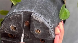 چندعلت دلیل نوک سوزی سیاه شدن برگ جدید نورکم کمبود رطوبت رشد اسپری نداشتن زهکش گلدون آب بیماری قارچی خاک خیس شامادورا پتوس