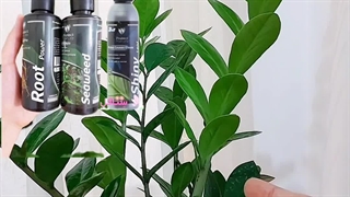 خرید فروش روش دلیل راه شرایط سم کود برای تقویتی ریشه زایی روت پاور سیتوکینین خاک مکمل مناسب پاجوش دهی زدن زنی گیاهان زاموفیلیاگل