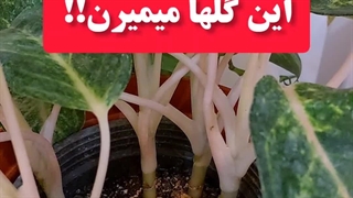 معرفی انواع بهترین برند با کیفیت تضمینی تقویتی نحوه استفاده موردنیاز مصرف کوددهی پروتکت نیچراسپانیایی گیاهان آپارتمانی