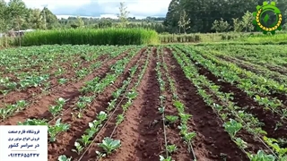 قطره چکان بازشونده آکسیوس - فارم صنعت