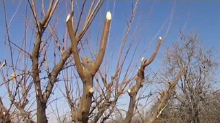 آموزش هرس آلو ، پویا نهال