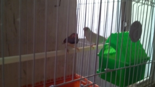 چنگیز و روح انگیز