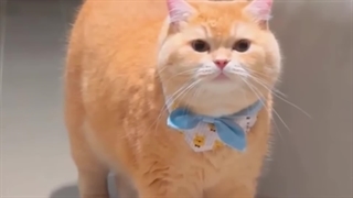 راز عجیب | ۳ قدرتی خارق العاده ای که خدا به گربه داده!