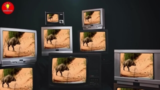 بزرگترین حیواناتی که تا به حال روی زمین وجود داشته اند!