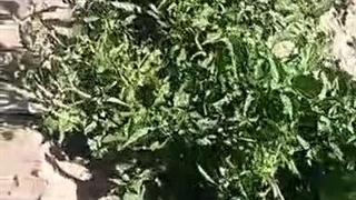 رضایت مشتری برای استفاده از کود 10x شوک در مزرعه گوجه فرنگی