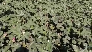 رضایت مشتری برای استفاده از کود هیومیک اسید