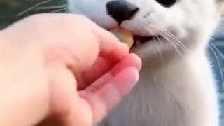 یه موجود بسیار خوشگل و با نمک سمور آبی