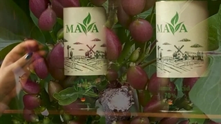 منگنز راهکار رشد سریع پسته #آموزش_کشاورزی