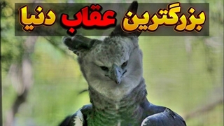 دانستنی بزرگترین عقاب دنیا:هارپی بزرگترین عقاب دنیا و خشن ترین قاتل میمون ها و تنبل ها