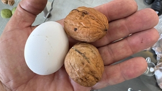 نهال گردو ژنوتیپ پویا