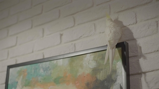 فیلم کوتاه یک دو سه