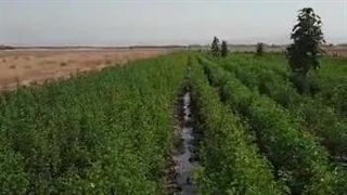 رضایت مشتریان برای استفاده از کود پتاس شوک