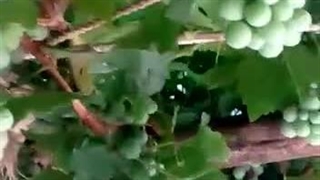 رضایت مشتری برای استفاده از کود 10x شوک در باغ انگور