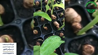 سینی نشا - شید صنعت