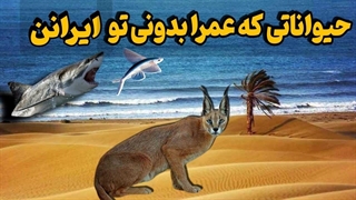 حیوانات عجیب ۵ تا از حیوانات باور نکردنی در ایران که کسی نمی داند