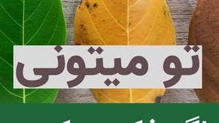 معرفی جذابترین فونت ها