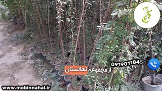 آلو قطره طلا