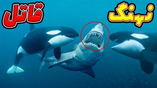 نهنگ قاتل | به همین دلیل که اورکاها را نهنگ قاتل مینامند.